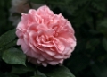 Rosa - Chippendaele 2012-01